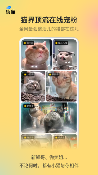 街猫 截图 4